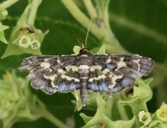 Eurrhyparodes splendens