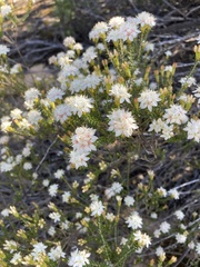 Calytrix involucrata