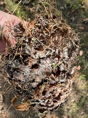 Podoscypha multizonata