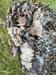 Podoscypha multizonata