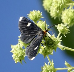 Melanchroia vazquezae