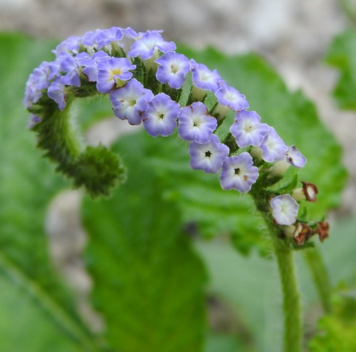 Indian Heliotrope