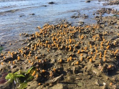 Ciocalypta polymastia