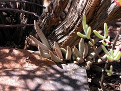 Adromischus filicaulis