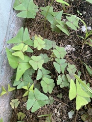 Oxalis triangularis