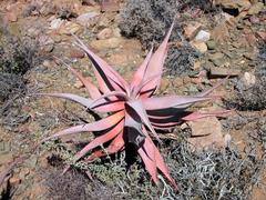 Aloe comosa