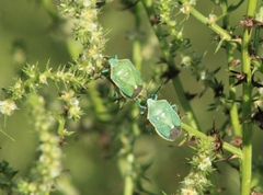 Chlorochroa sayi