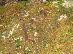 Carphophis amoenus helenae