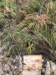 Manihot jacobinensis