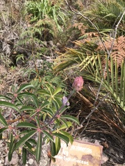 Manihot jacobinensis