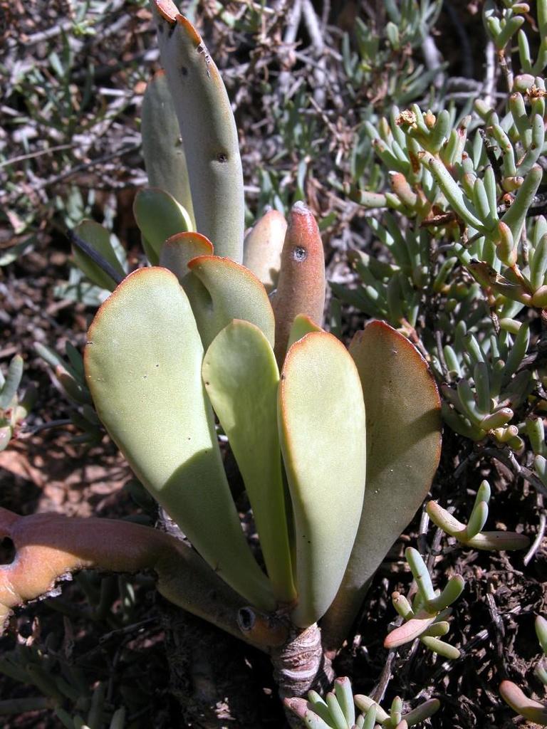 Adromischus maximus