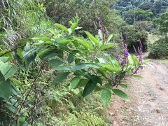 Monnina parasylvatica