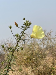 Hibiscus engleri
