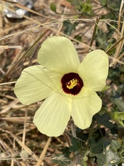 Hibiscus engleri