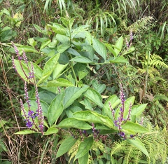 Monnina parasylvatica