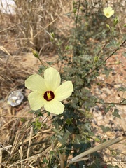 Hibiscus engleri