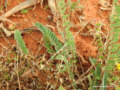Astragalus monspessulanus
