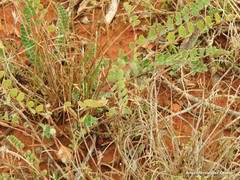 Astragalus monspessulanus