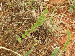 Astragalus monspessulanus