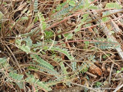 Astragalus monspessulanus