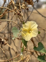 Ipomoea obscura obscura