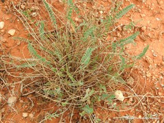 Astragalus monspessulanus