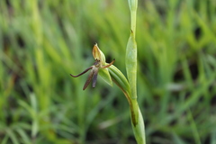 Habenaria trifida
