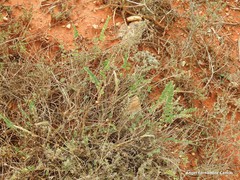 Astragalus monspessulanus