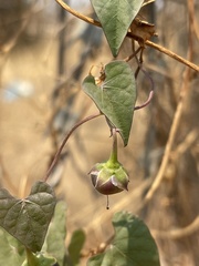 Ipomoea obscura obscura