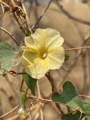 Ipomoea obscura obscura