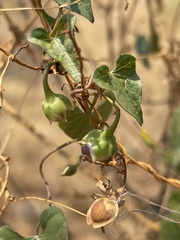 Ipomoea obscura obscura