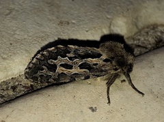 Oncopera fasciculatus