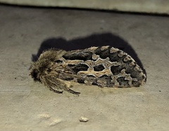 Oncopera fasciculatus