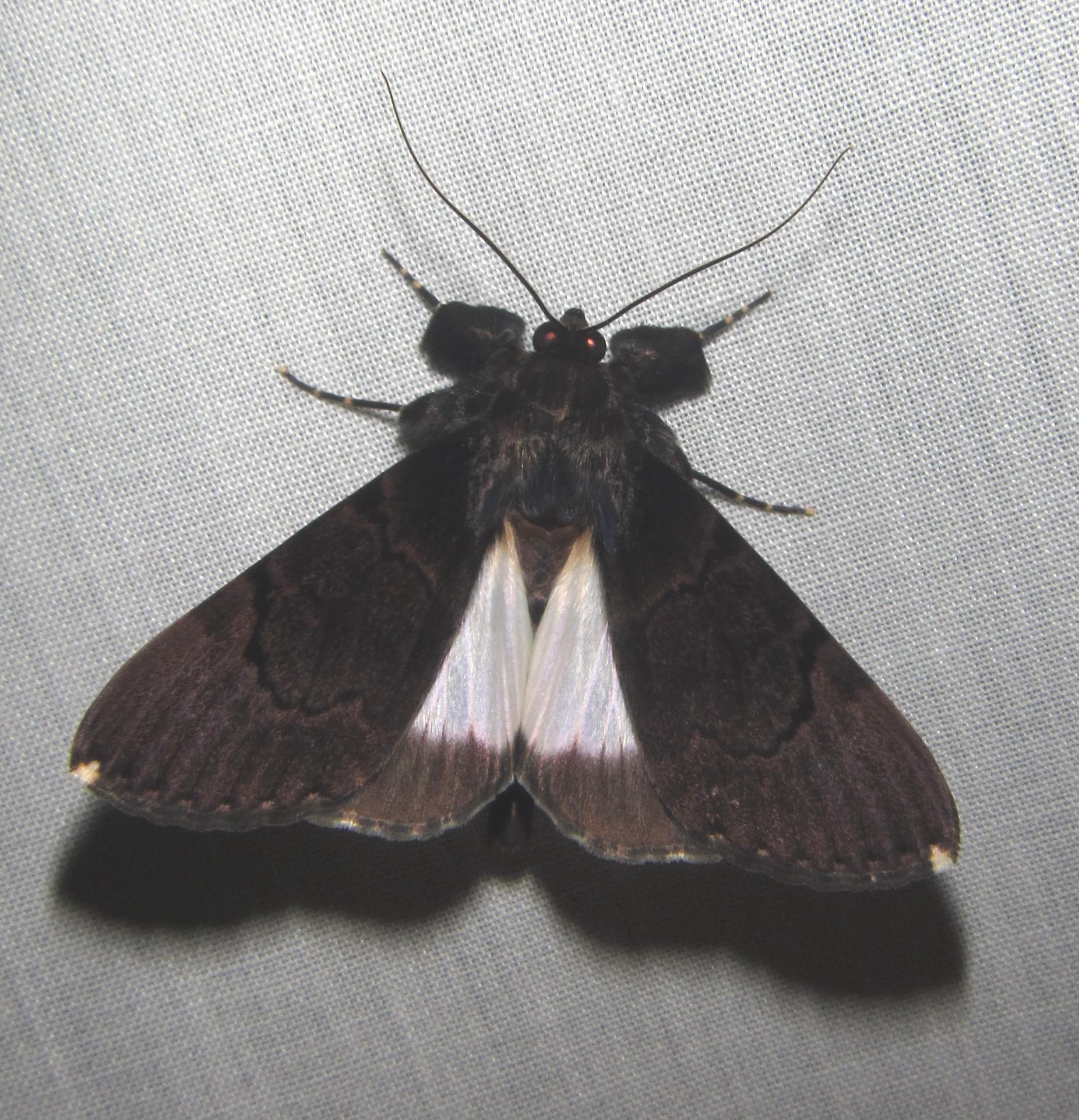 Audea bipunctata Walker, 1857
