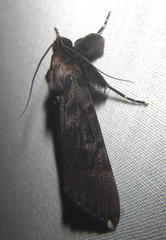 Audea bipunctata