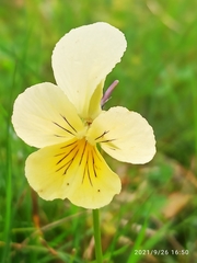 Viola lutea lutea