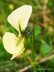 Viola lutea lutea