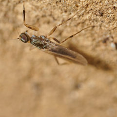 Hemerodromiinae