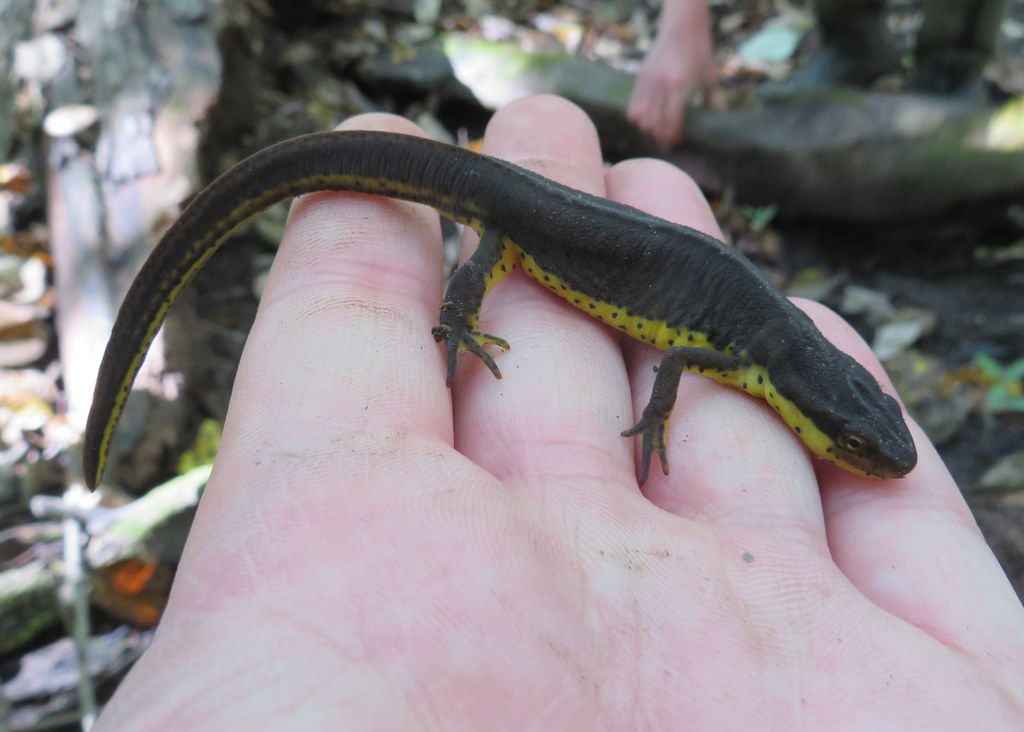 Central Newt in September 2021 by Jared Gorrell · iNaturalist