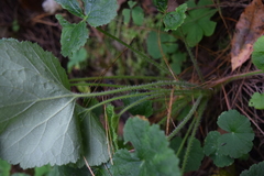 Heuchera longipetala
