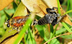 Laxenecera albicincta