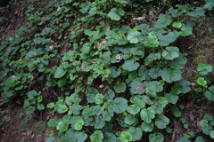 Heuchera longipetala