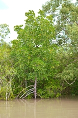Rhizophora apiculata