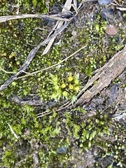 Physcomitrium immersum