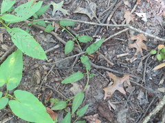 Lysimachia radicans