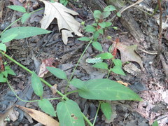 Lysimachia radicans