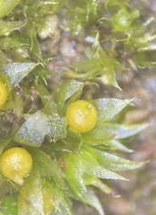 Physcomitrium immersum