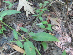 Lysimachia radicans