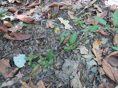 Lysimachia radicans