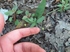 Lysimachia radicans